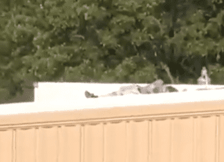 Επίθεση κατά Τράμπ: Εικόνες δείχνουν την σορό του δράστη.